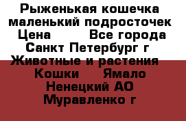 Рыженькая кошечка маленький подросточек › Цена ­ 10 - Все города, Санкт-Петербург г. Животные и растения » Кошки   . Ямало-Ненецкий АО,Муравленко г.